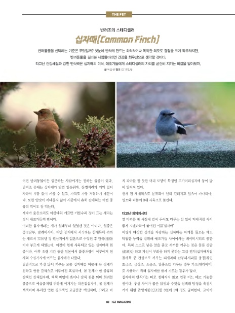십자매패션 이미지