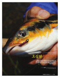 스파이더플라이 이미지